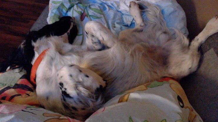 Engelsk springer spaniel Kato billede 6