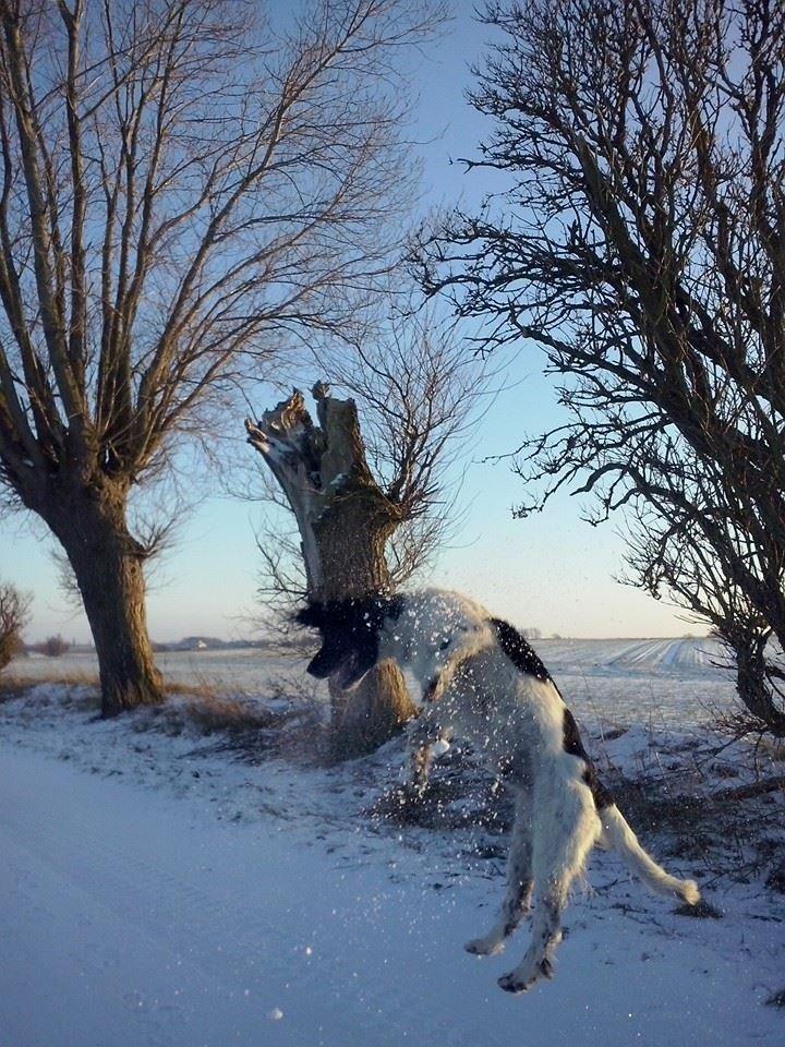 Engelsk springer spaniel Kato billede 4