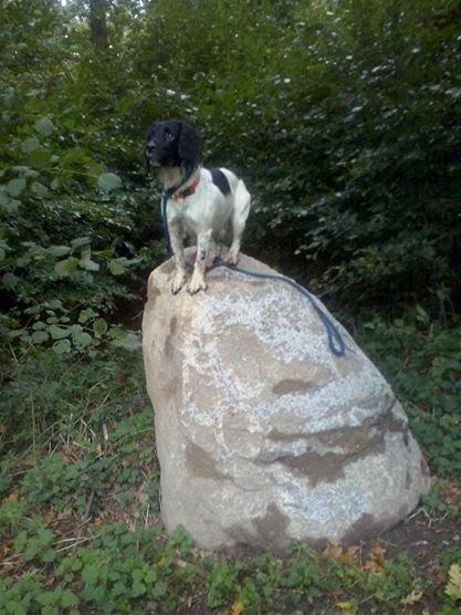 Engelsk springer spaniel Kato billede 7