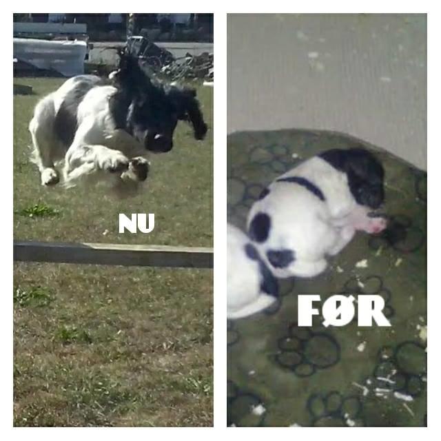 Engelsk springer spaniel Kato billede 8