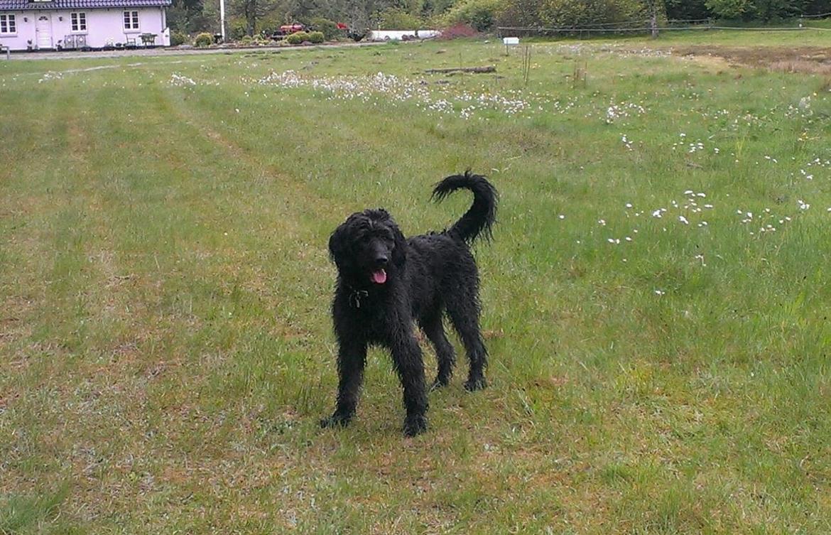 Blanding af racer Sandy Hawaii (F1 Sproodle) billede 25