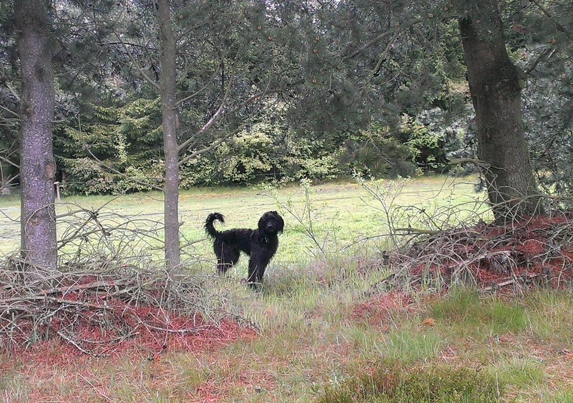 Blanding af racer Sandy Hawaii (F1 Sproodle) billede 24