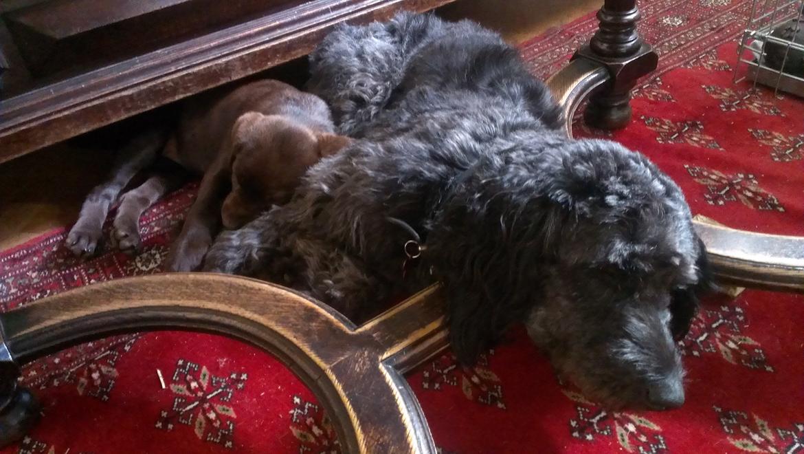 Blanding af racer Sandy Hawaii (F1 Sproodle) billede 22