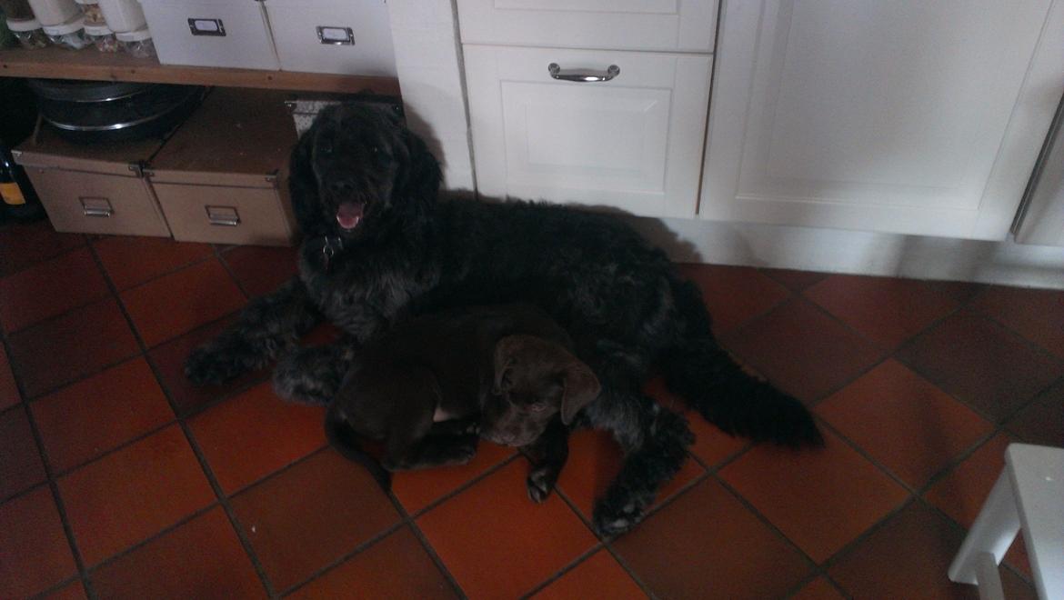 Blanding af racer Sandy Hawaii (F1 Sproodle) billede 23