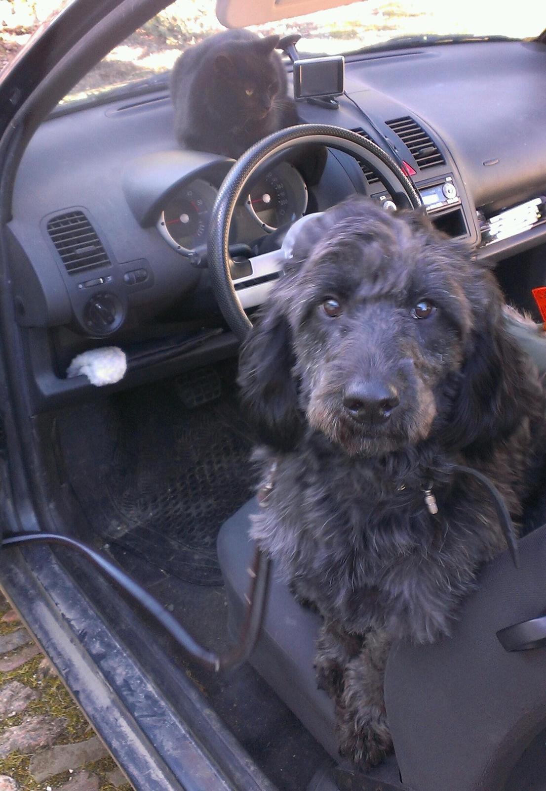 Blanding af racer Sandy Hawaii (F1 Sproodle) billede 17