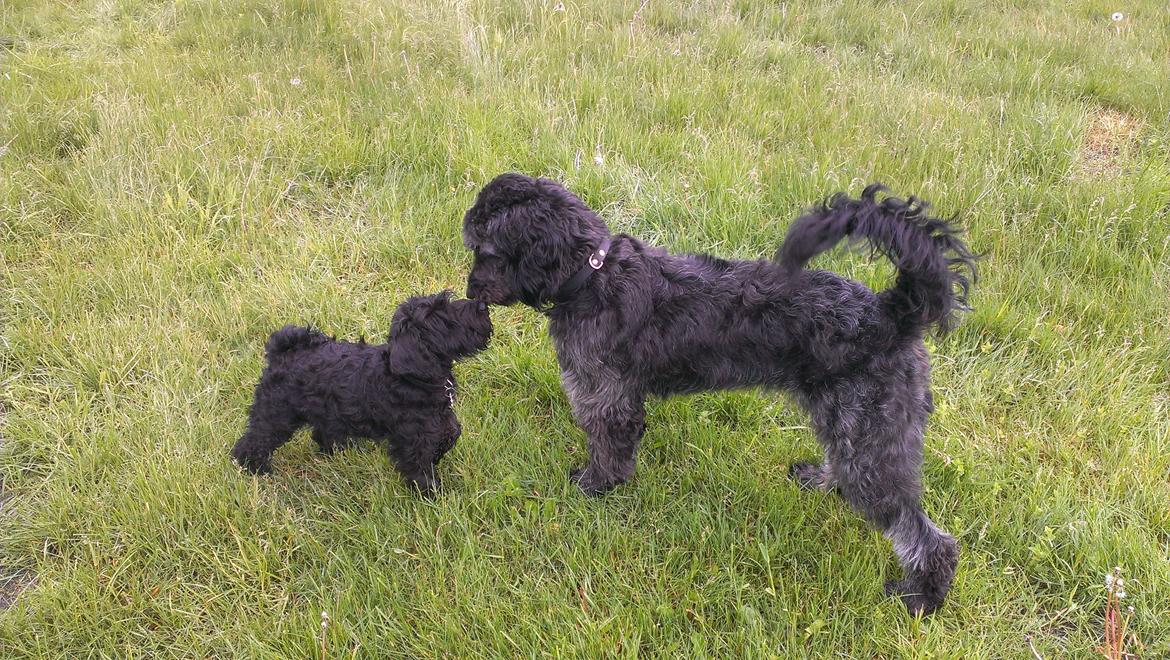 Blanding af racer Sandy Hawaii (F1 Sproodle) billede 21