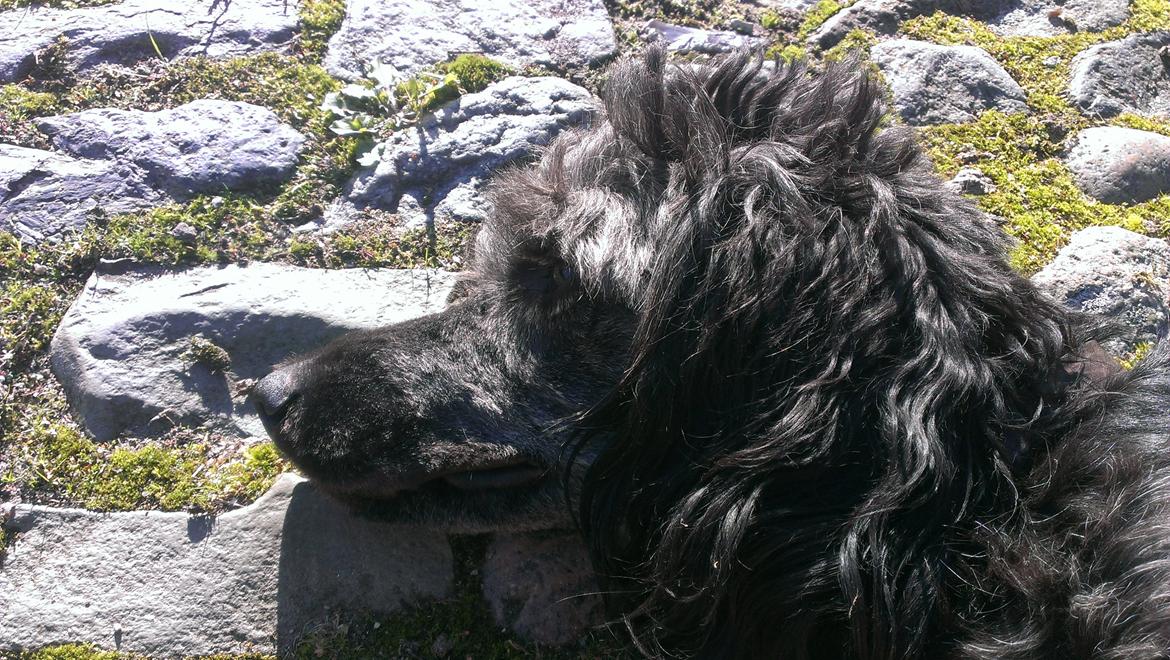 Blanding af racer Sandy Hawaii (F1 Sproodle) billede 16