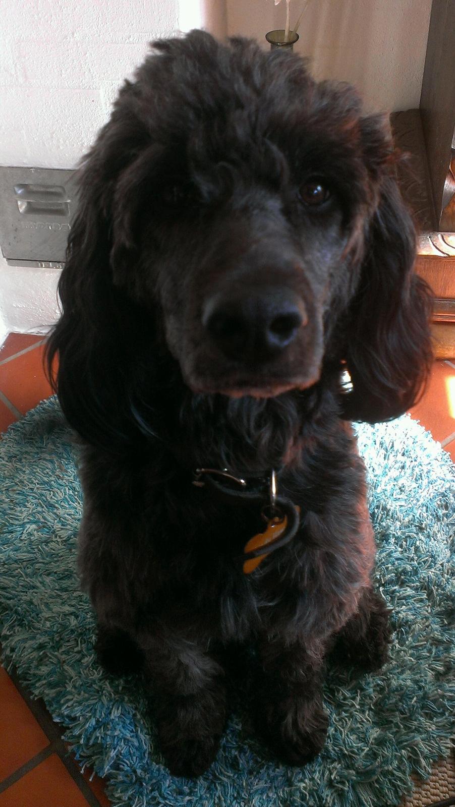 Blanding af racer Sandy Hawaii (F1 Sproodle) billede 14