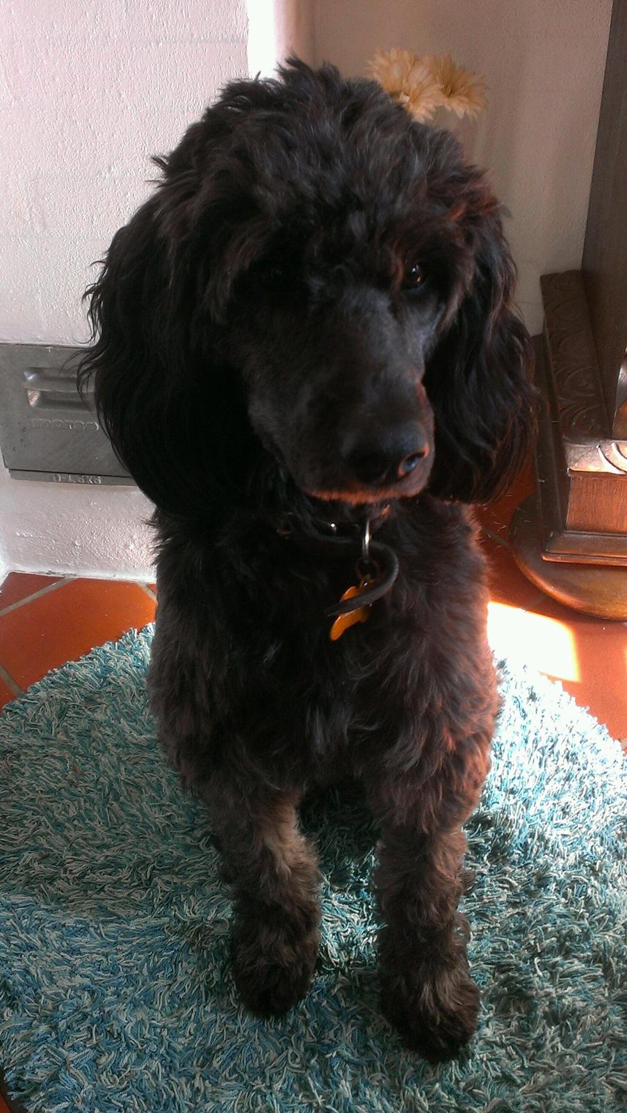 Blanding af racer Sandy Hawaii (F1 Sproodle) billede 3