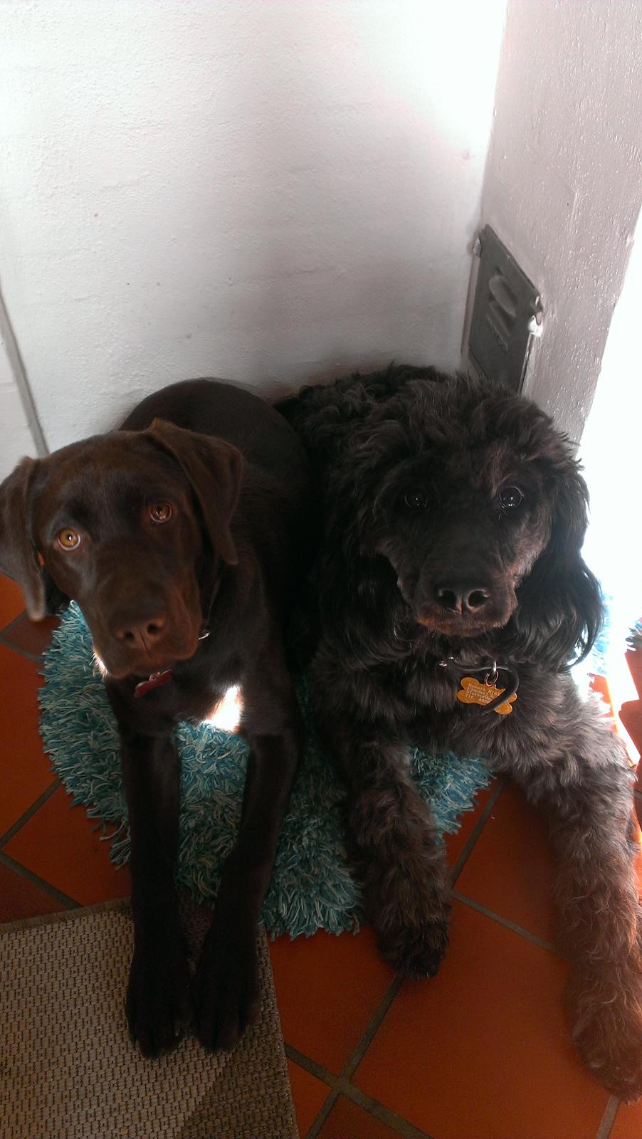 Blanding af racer Sandy Hawaii (F1 Sproodle) billede 15