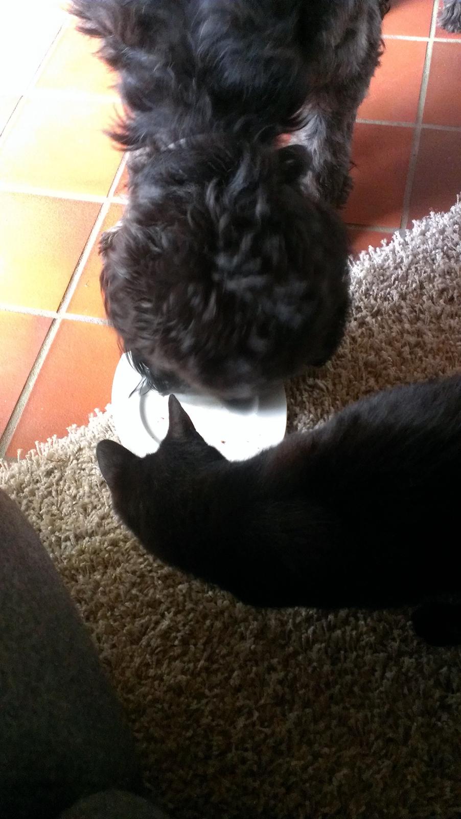 Blanding af racer Sandy Hawaii (F1 Sproodle) billede 18