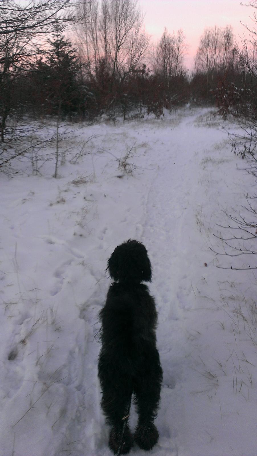 Blanding af racer Sandy Hawaii (F1 Sproodle) billede 20