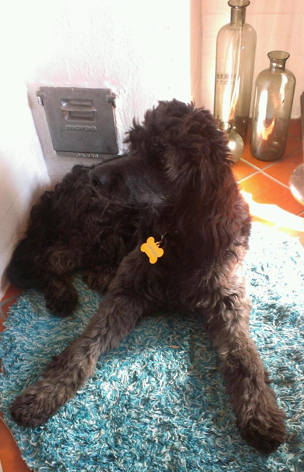 Blanding af racer Sandy Hawaii (F1 Sproodle) billede 13