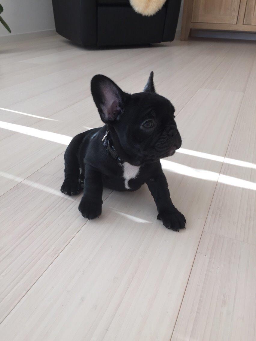 Fransk bulldog Jason (stamtavlenavn Smillo) - Jason da vi lige har fået ham hjem billede 1