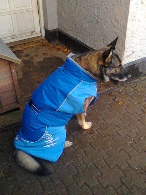 Schæferhund Ulveskovens Ofelia. (Laika). billede 3