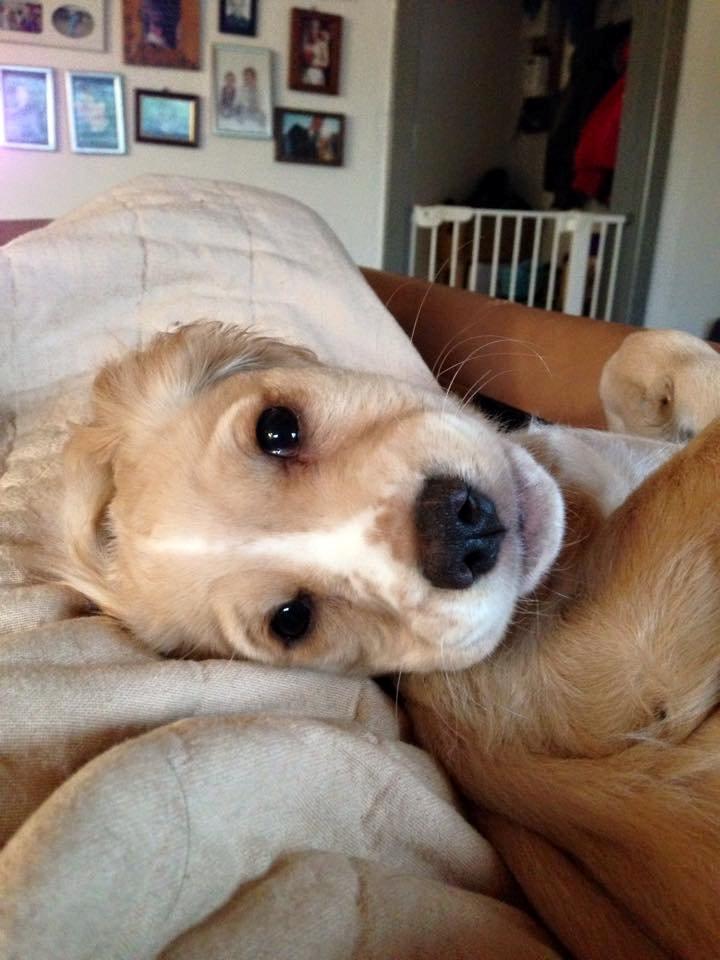 Field Trial Cockerspaniel Spilops Wild Weather Wilma - Wilma 10 uger billede 14