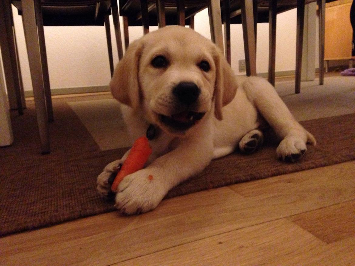 Labrador retriever Dino (Dream Of Labrador's Surprising Star) billede 1