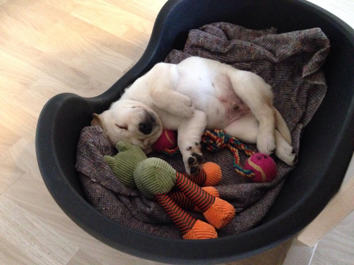 Labrador retriever Dino (Dream Of Labrador's Surprising Star) billede 2