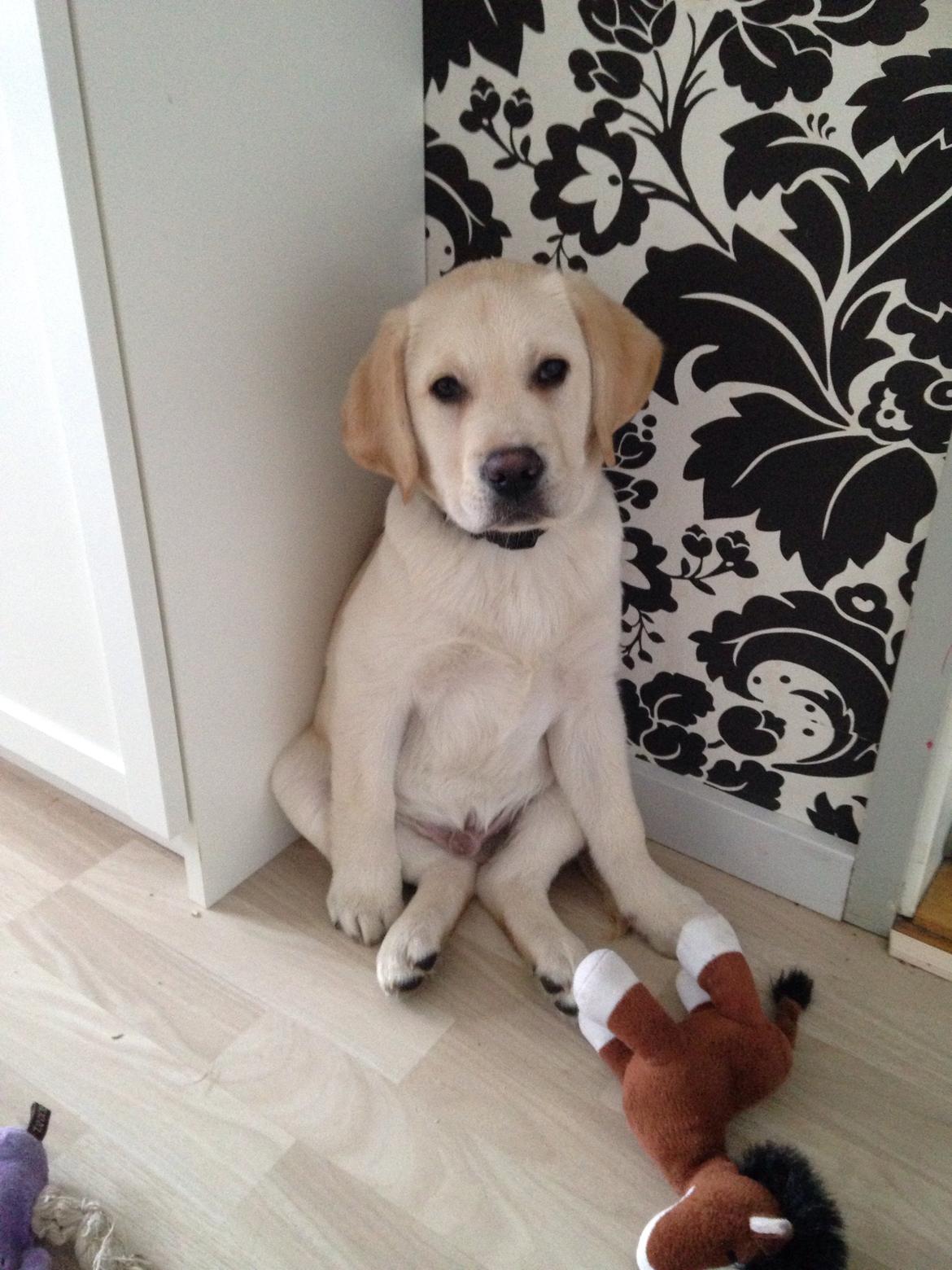 Labrador retriever Dino (Dream Of Labrador's Surprising Star) billede 4