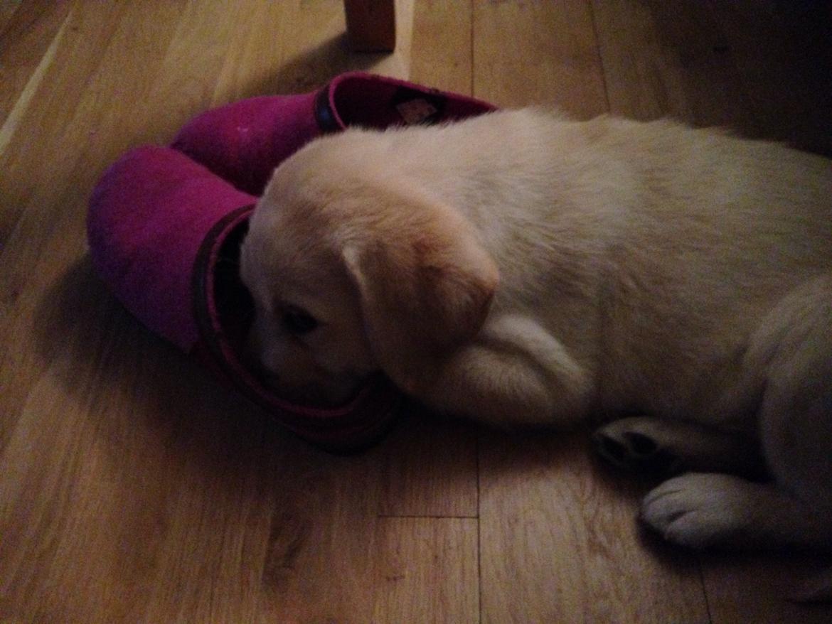 Labrador retriever Dino (Dream Of Labrador's Surprising Star) billede 5