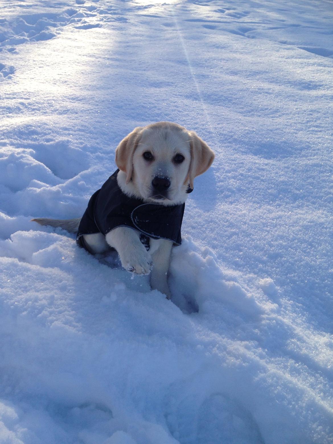 Labrador retriever Dino (Dream Of Labrador's Surprising Star) billede 3