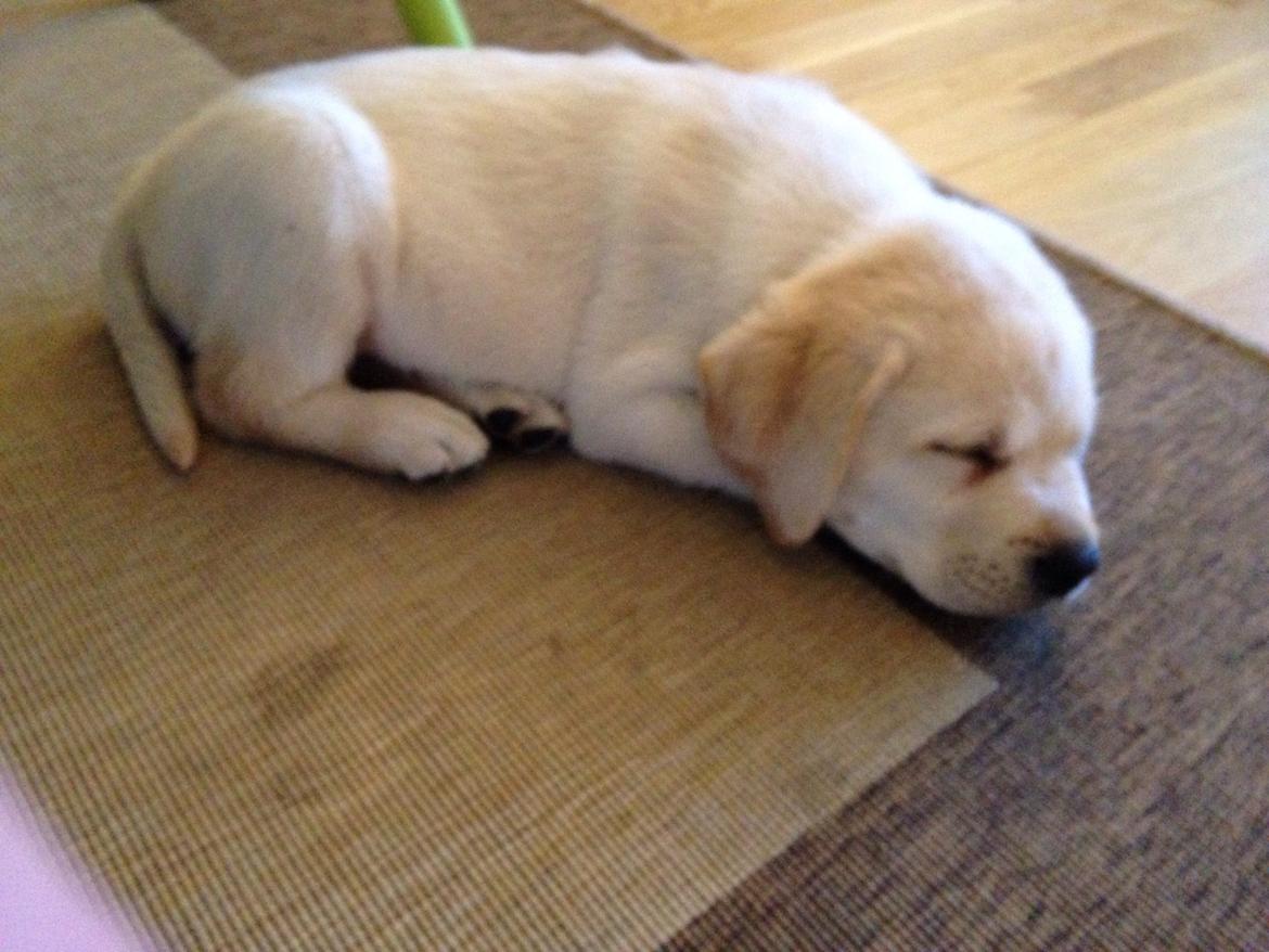 Labrador retriever Dino (Dream Of Labrador's Surprising Star) billede 7