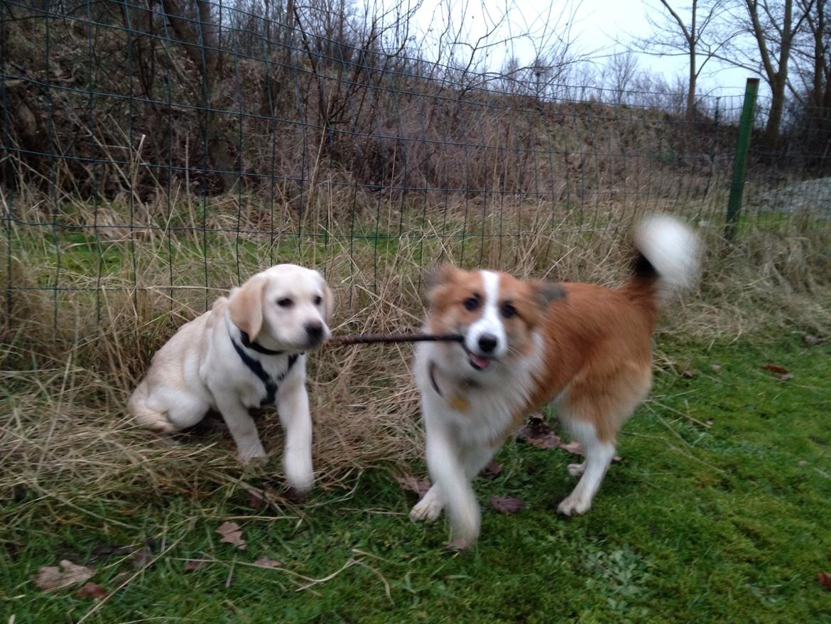 Labrador retriever Dino (Dream Of Labrador's Surprising Star) billede 6