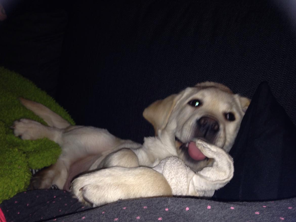 Labrador retriever Dino (Dream Of Labrador's Surprising Star) billede 8