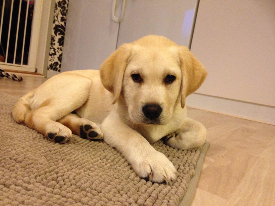 Labrador retriever Dino (Dream Of Labrador's Surprising Star) billede 10