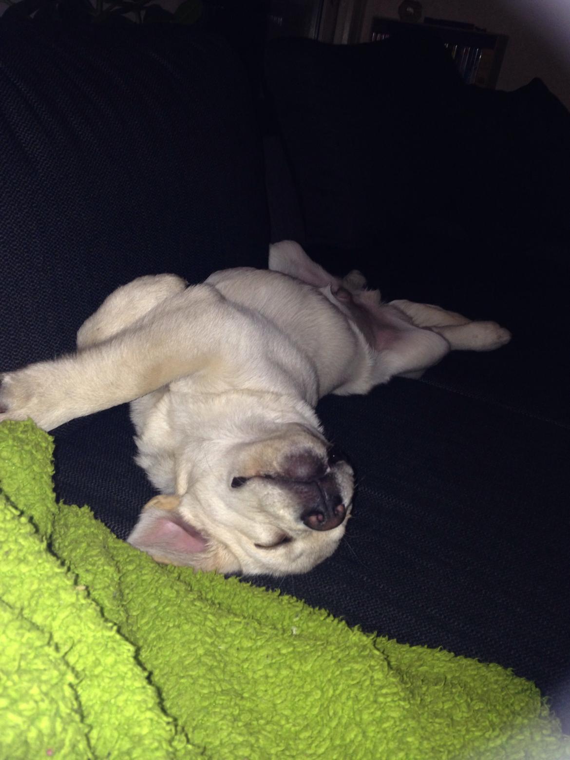 Labrador retriever Dino (Dream Of Labrador's Surprising Star) billede 9