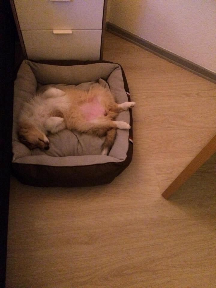 Collie langhåret Aika billede 6