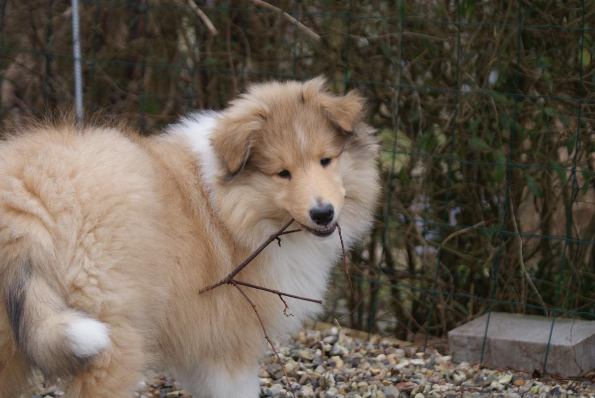Collie langhåret Aika billede 1