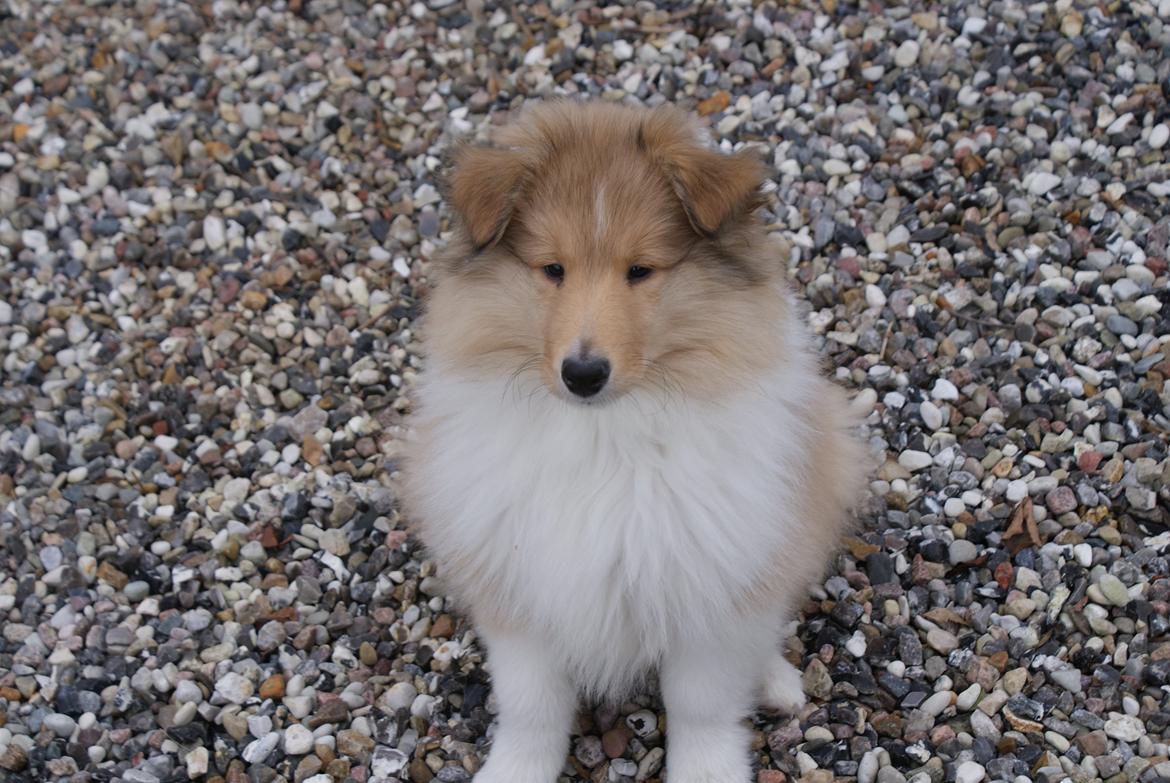 Collie langhåret Aika billede 2