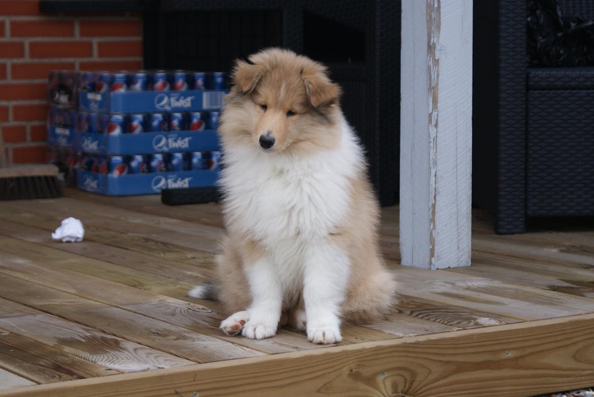 Collie langhåret Aika billede 3