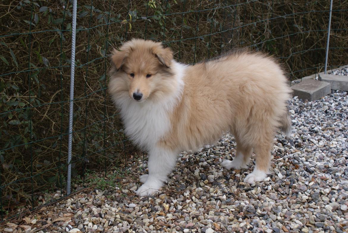 Collie langhåret Aika billede 4