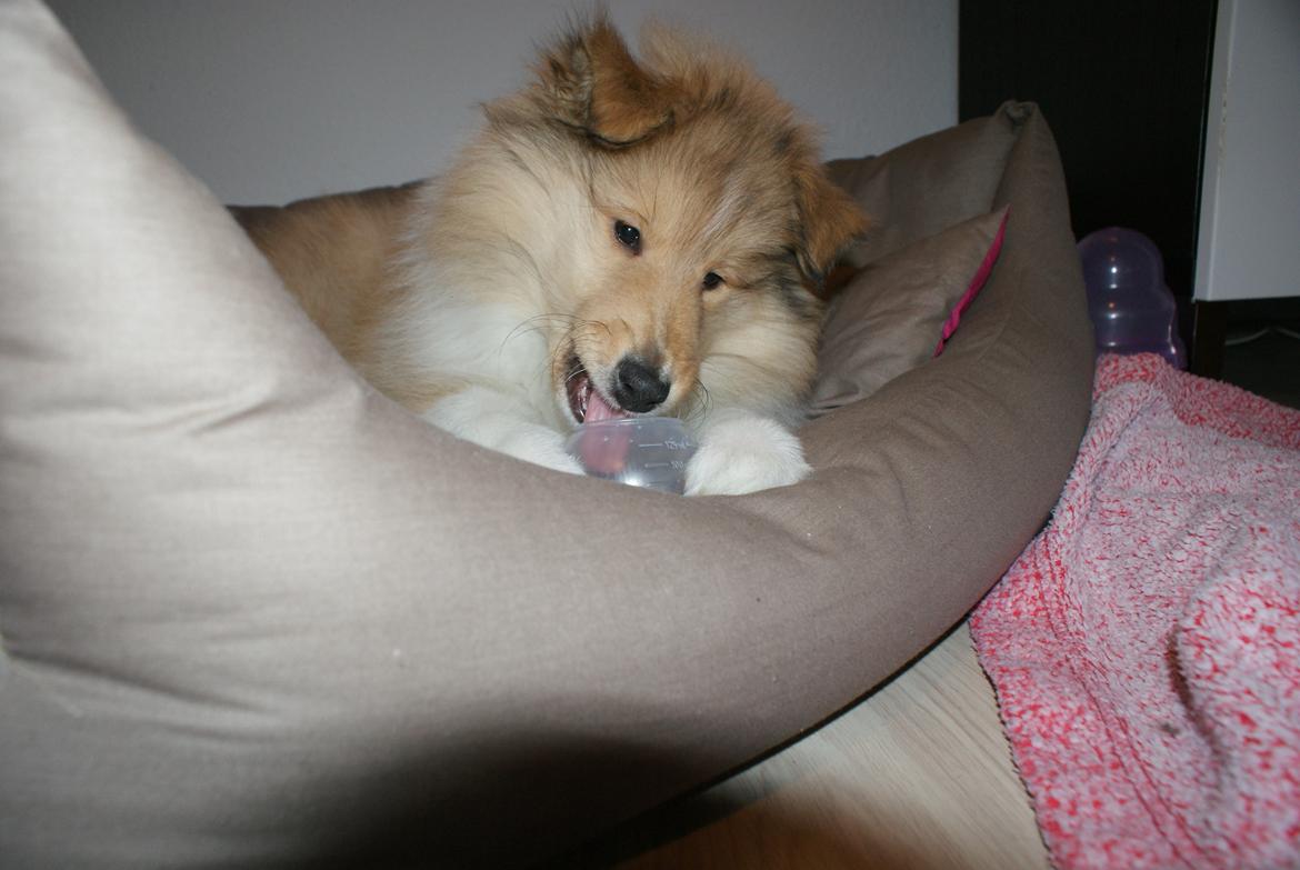 Collie langhåret Aika billede 5