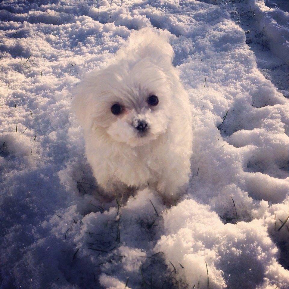 Malteser Albi billede 2