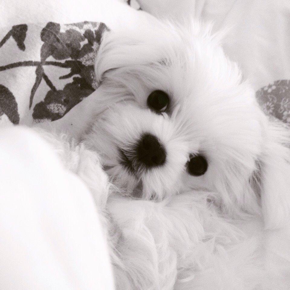 Malteser Albi billede 1