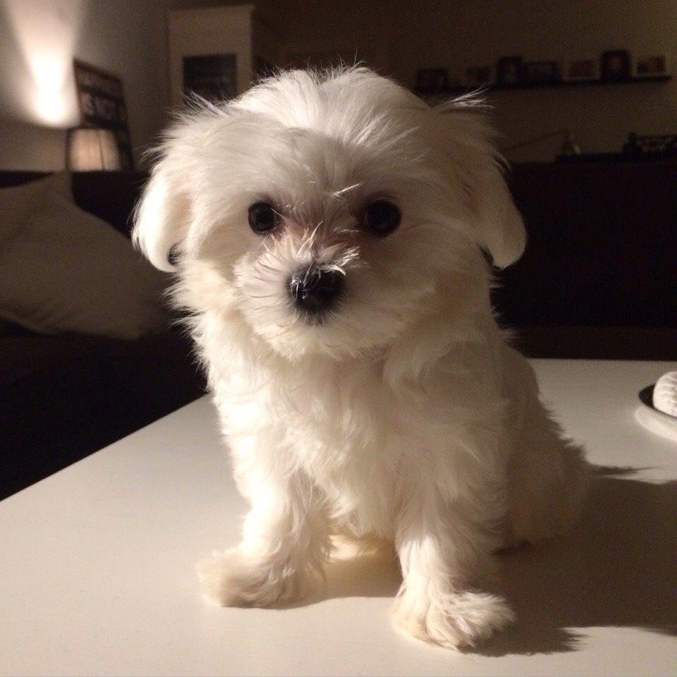 Malteser Albi billede 3