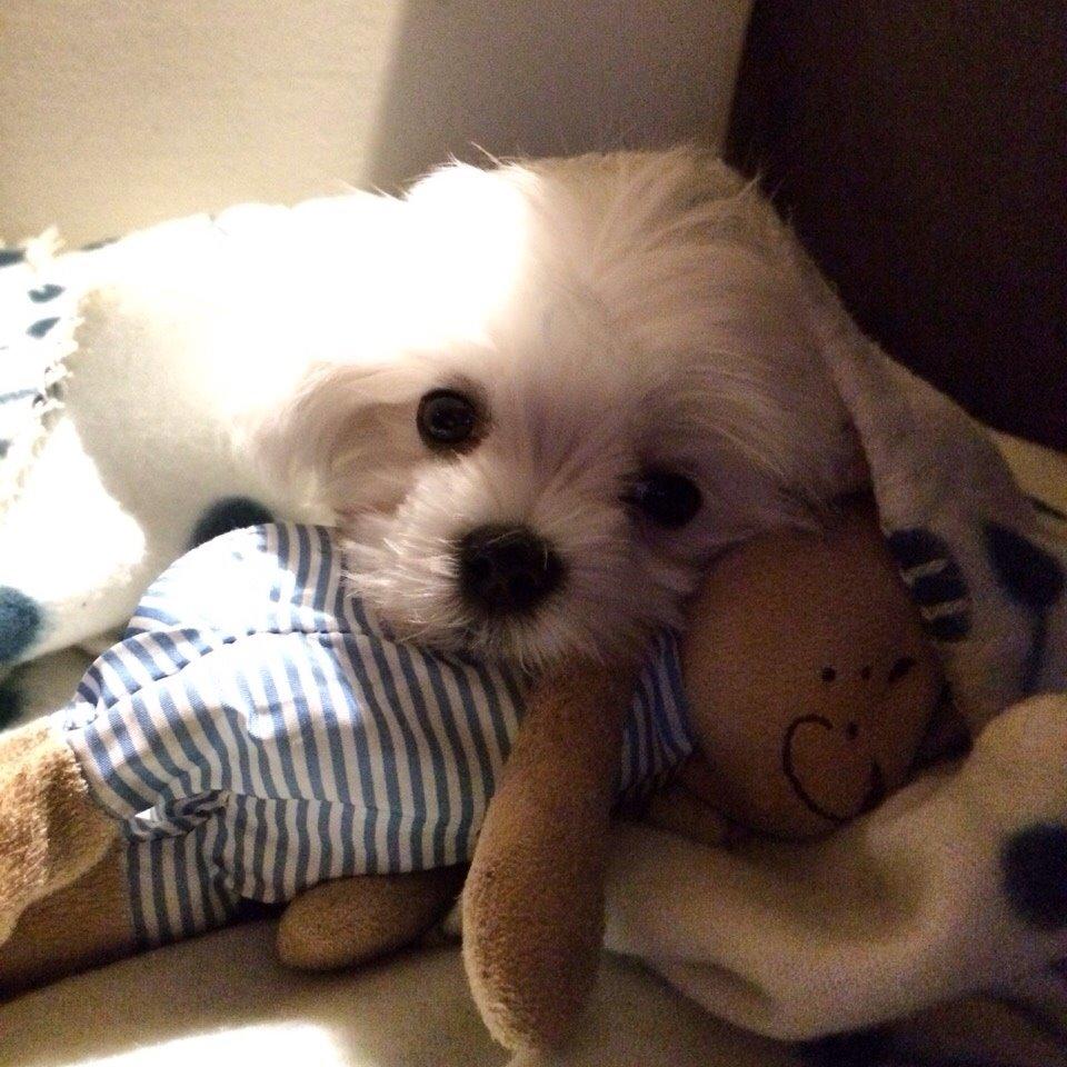 Malteser Albi billede 4