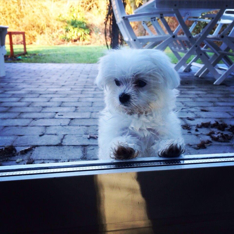 Malteser Albi billede 5