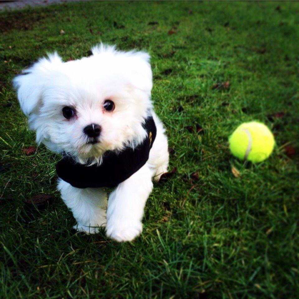 Malteser Albi billede 6