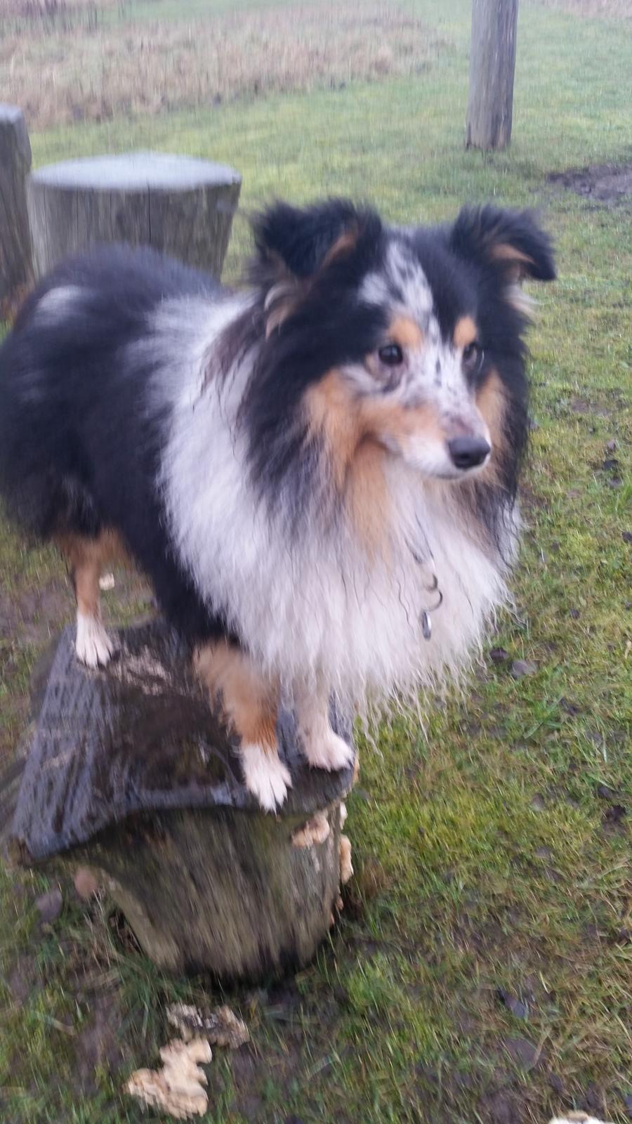 Shetland sheepdog Meeko billede 1