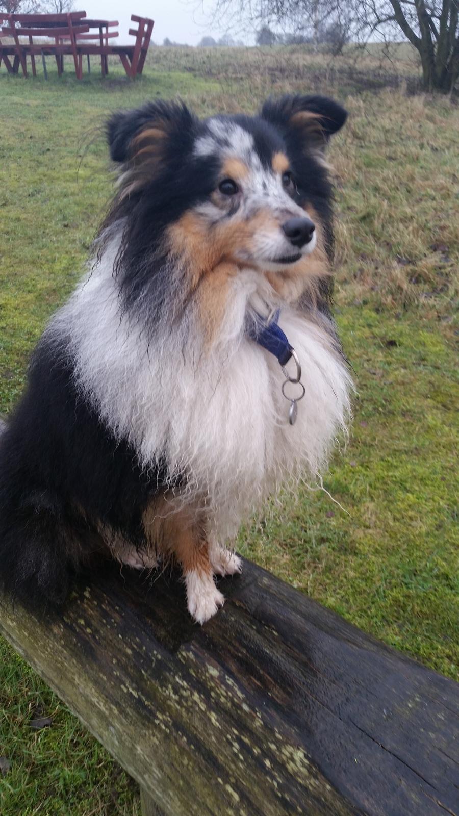 Shetland sheepdog Meeko billede 2