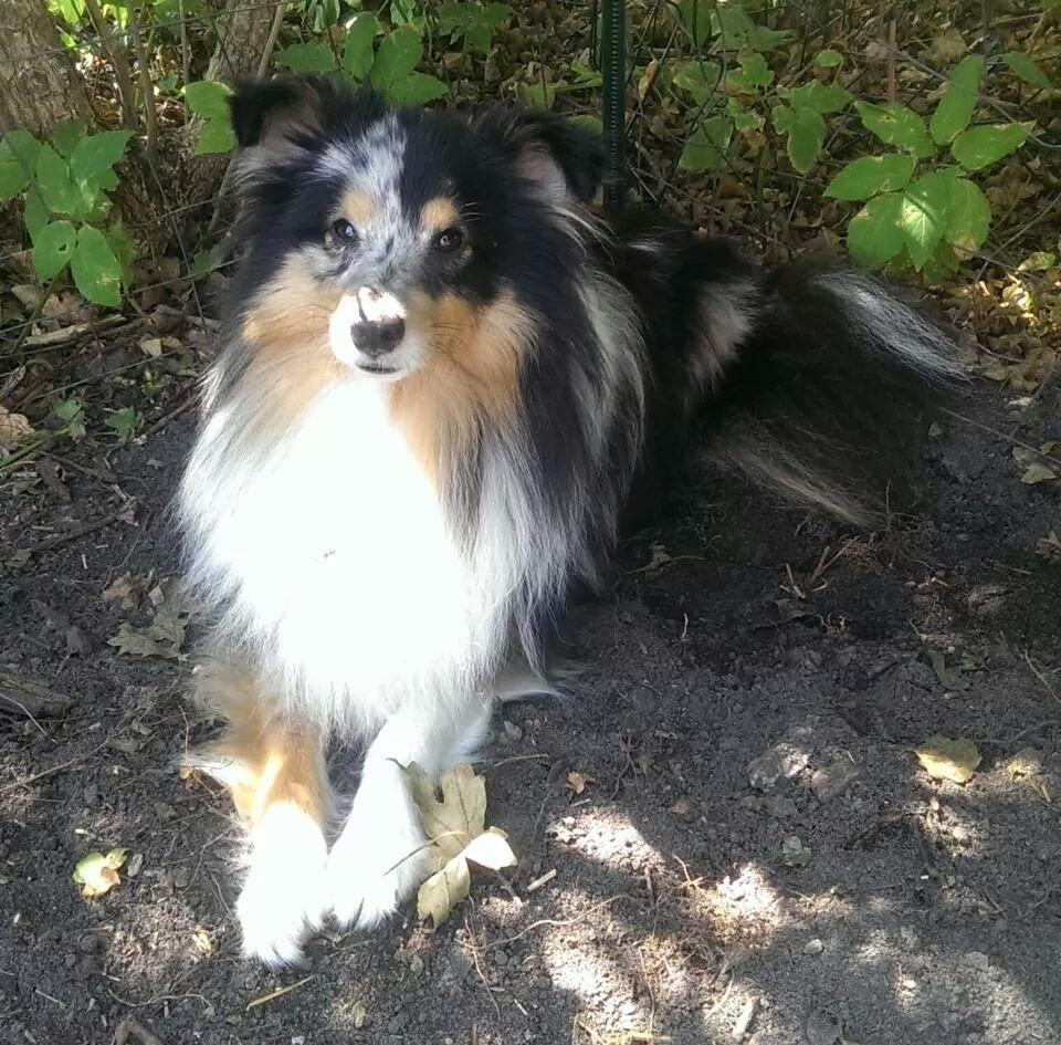 Shetland sheepdog Meeko billede 3