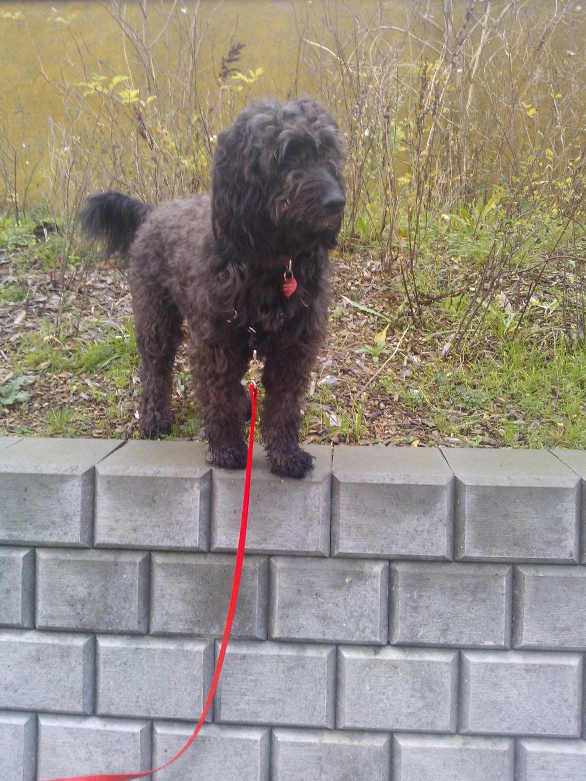 Blanding af racer Merle billede 16