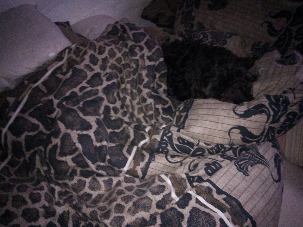 Blanding af racer Merle billede 17