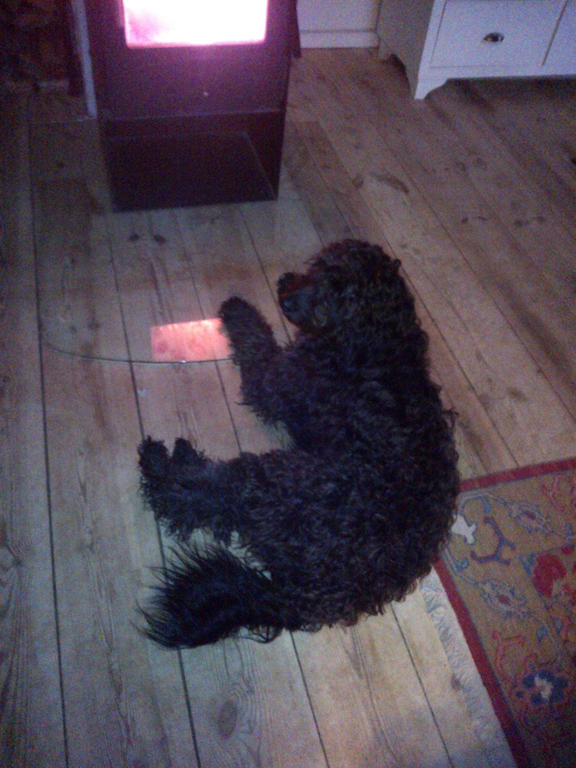 Blanding af racer Merle billede 18