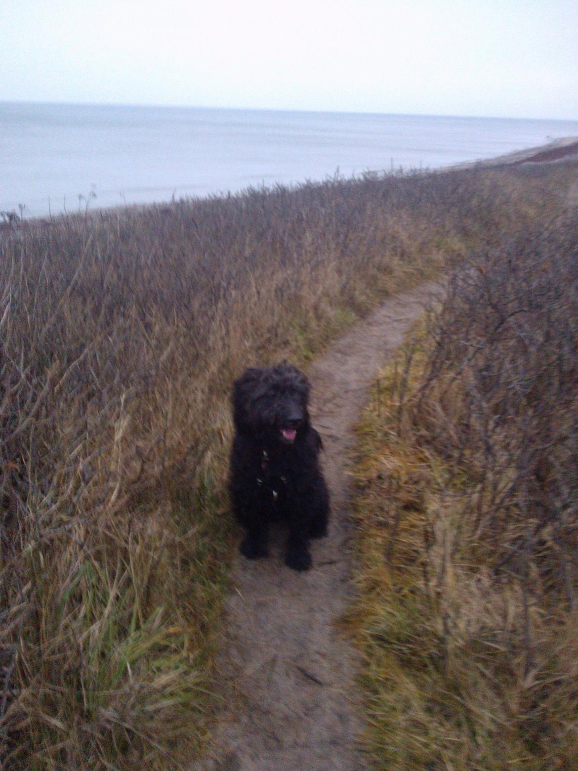 Blanding af racer Merle billede 19