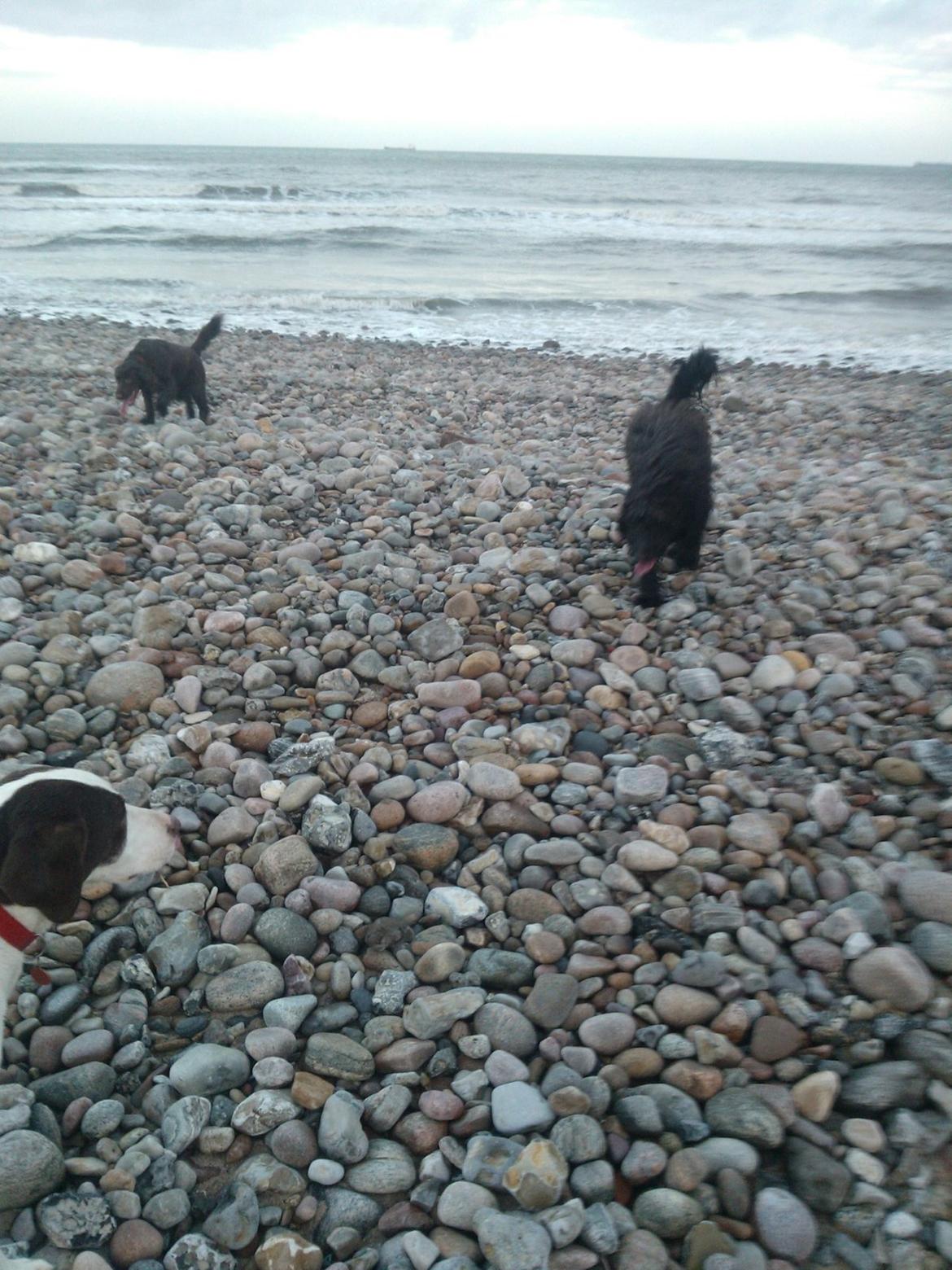 Blanding af racer Merle billede 20